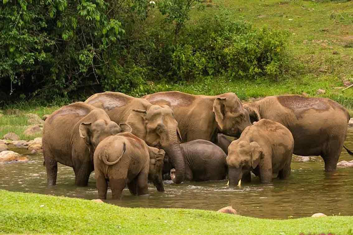 Anakkulam Elephant Habitat Near Munnar