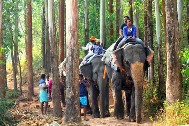 Elephant Ride Experience in Munnar