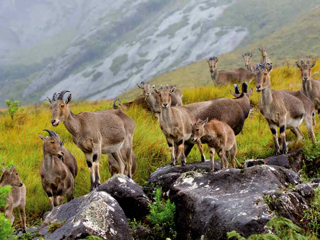 Eravikulam National Park Near Never Inn Munnar