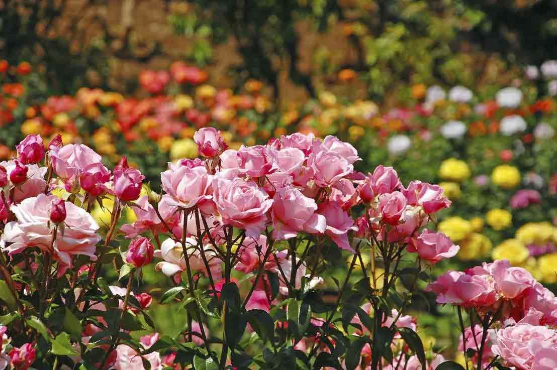 Beautiful Flower Garden in Munnar