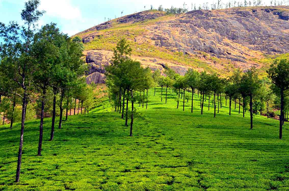 Munnar Tea Gardens Scenic View near Never Inn Cottage