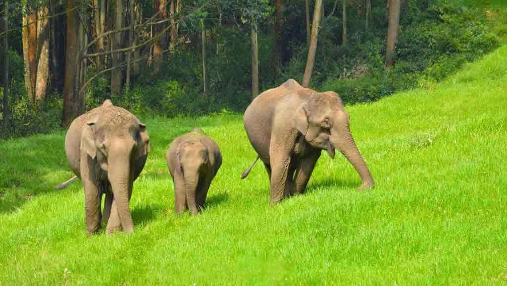 Wild Elephant Arrival Spot in Munnar Wildlife Area